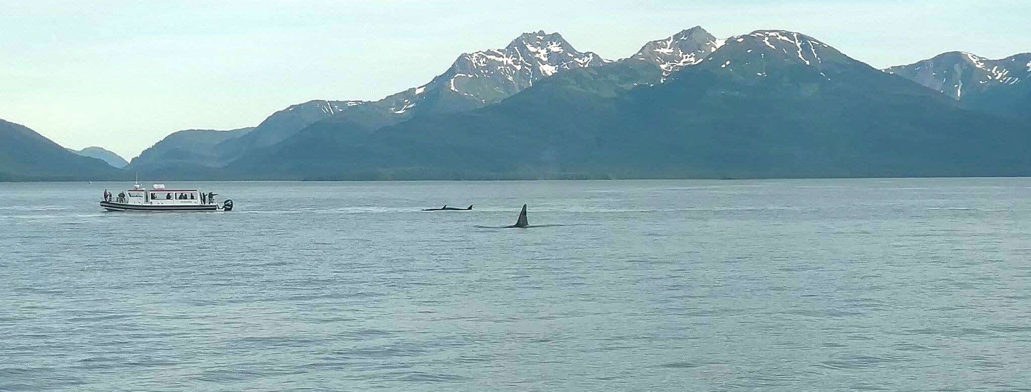 50 IS NOT OLD | STANDING IN A FIELD OF LUPINE