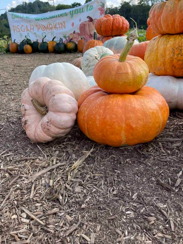 Pumpkin patch with stacks of pumpkins